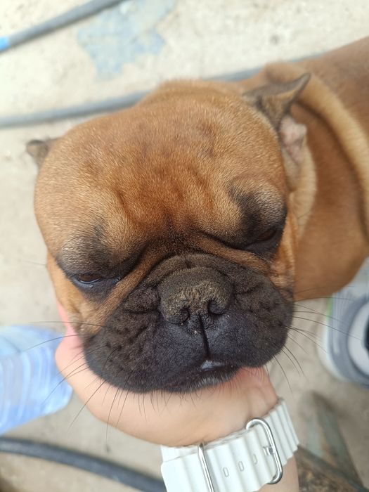 Ищем девочку для вязки.