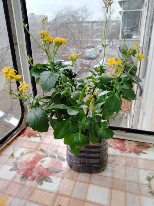 Продам цветок Каланхое