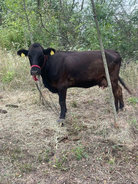 2 tăurașii și o juninca
