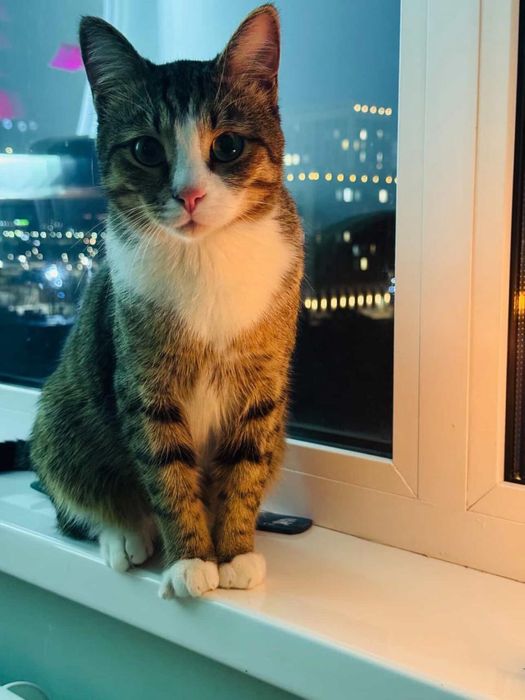 Отдам кота в добрые руки