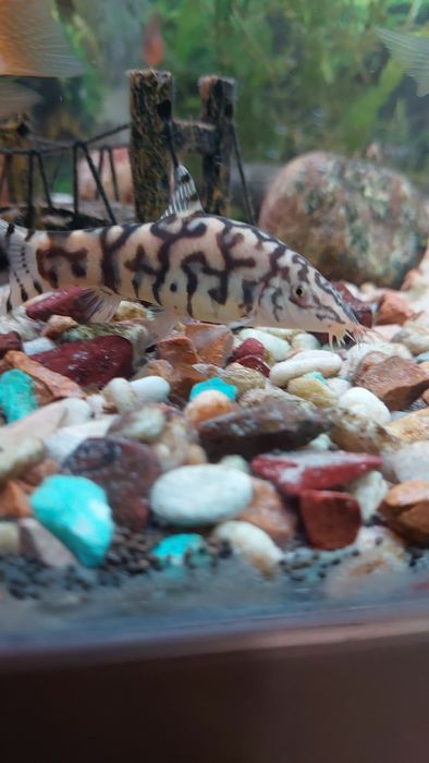 Аквариумная Мраморная боция.