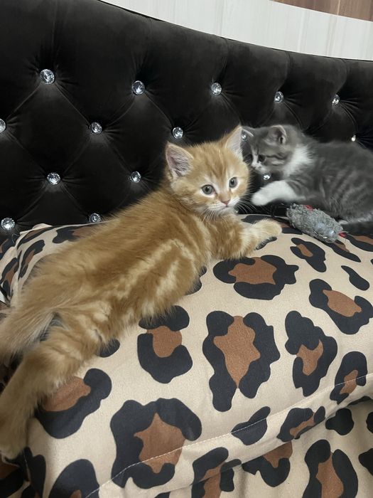 Кичкинтойла сотилади 500.000