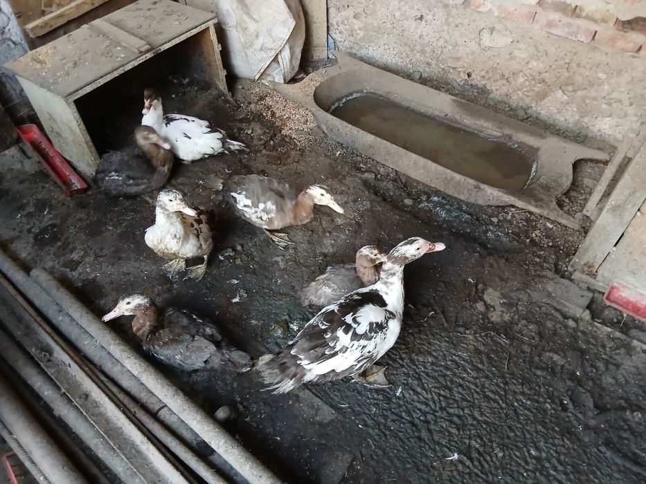 Vand rate mute colorate