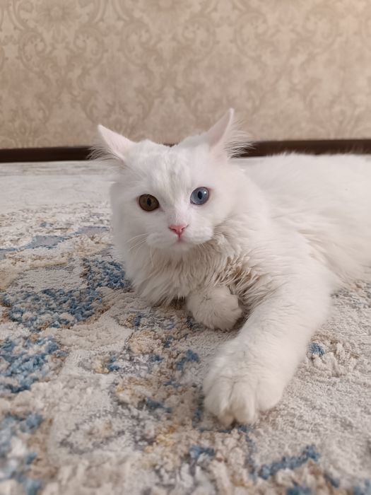 Turk angorasi ,pasporti bor