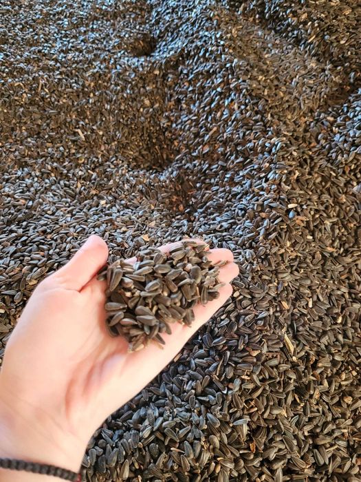 Floarea soarelui productie 2025