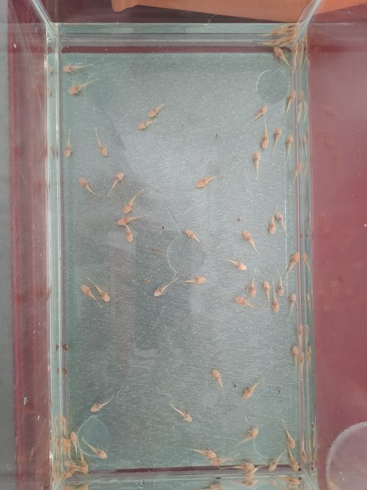 Acvariu cu ancistrusi