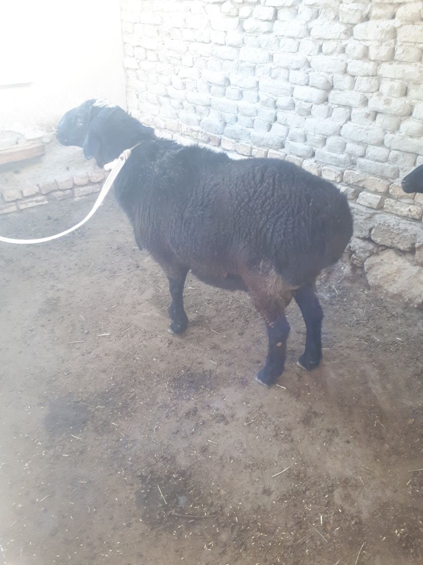 Qo‘chqor sotiladi