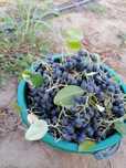 Aronia bio_un puternic antioxidant