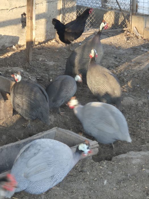 Vând bibilici tinere trei culori