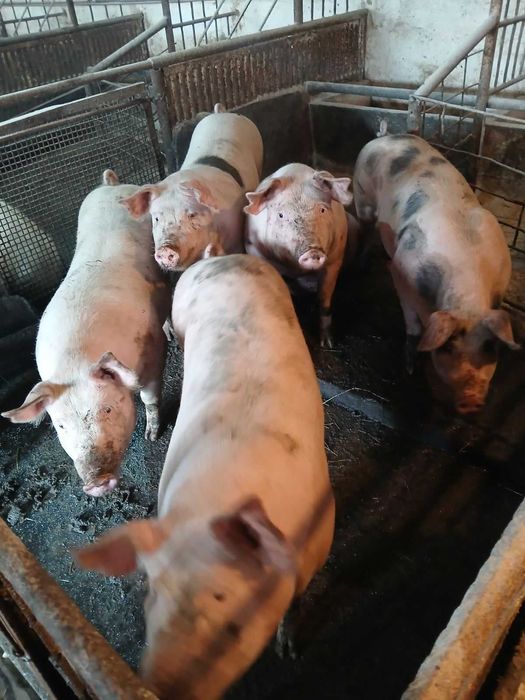 Продавам добре гледани БИО прасета