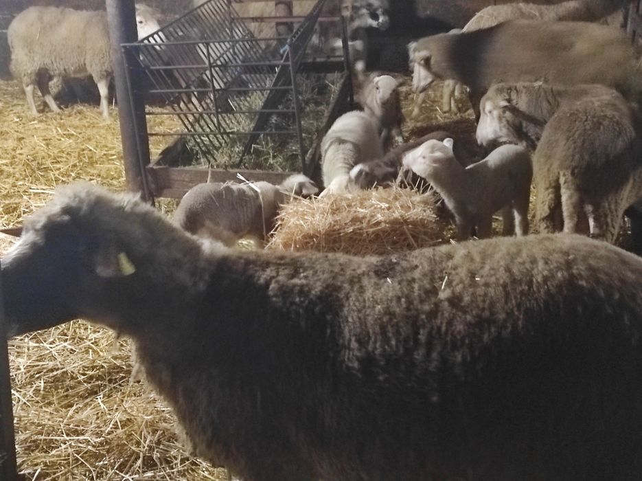 Vând oi cu miei.             .