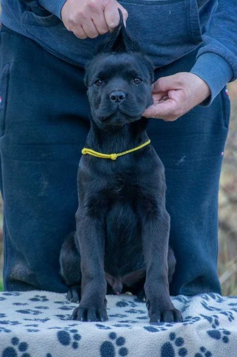 Cane corso mascul  4 luni