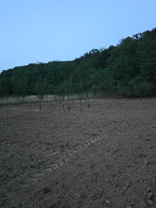 Teren Cladova 800 mp