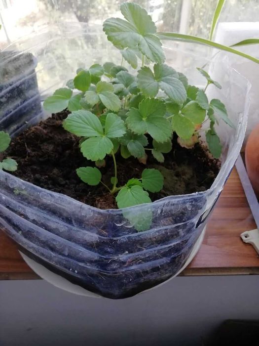 Хлорофитум, каланхое , эурфорбия и др растения для дома и сада