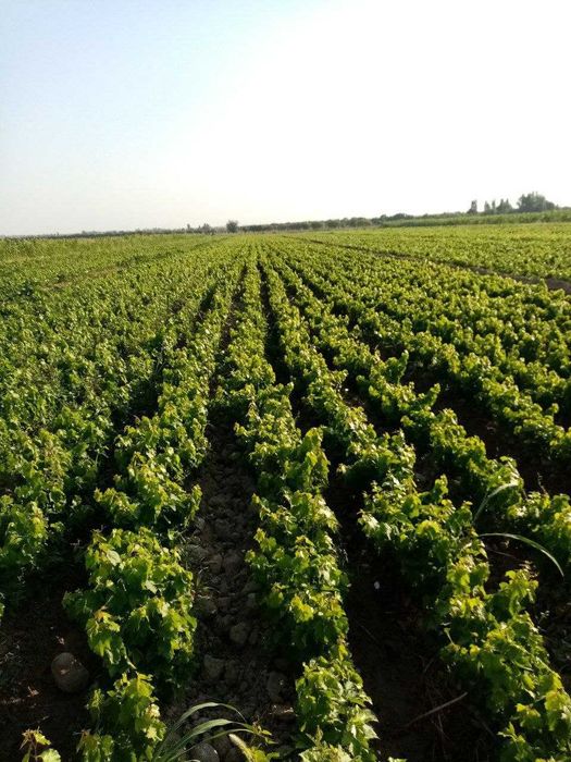 Кўчат Шредерники