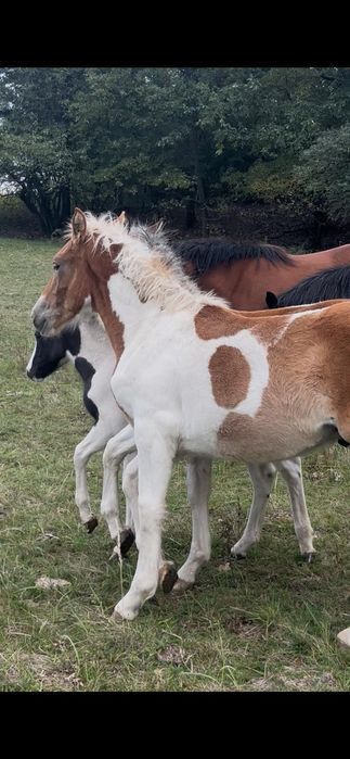 Vând 2 manji armăsari tarcati și o manza tarcată