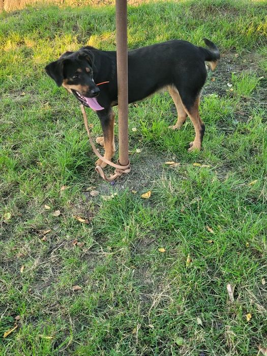 Cățeaua de vânătoare