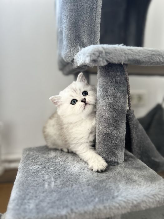 Pisicuțe de 6 săptămâni – jucăușe și foarte dragute