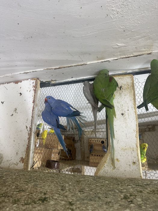 Papagali Micul  si marele Alexander