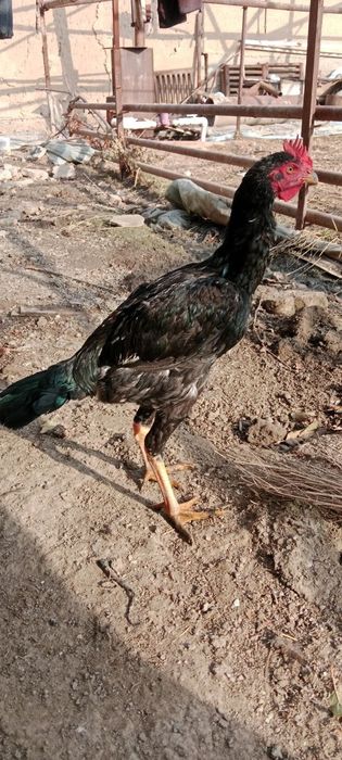 Sholpan xo'rozlari sotiladi Kelesda