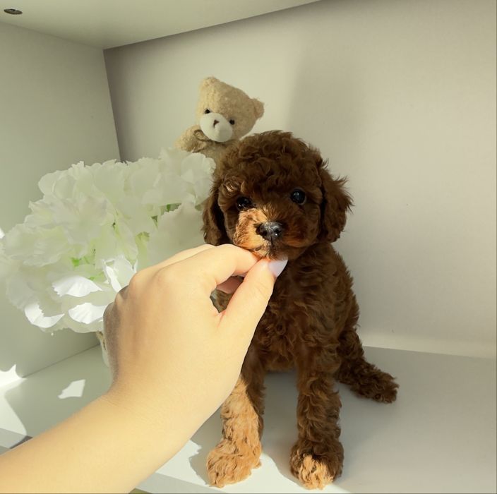 Той пудели / Момчета/