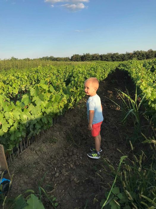 Pomi fructiferi ,vita de vie si nuc