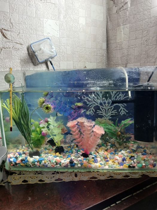 Продам аквариум , высота 24, длина 35, емкость воды  8 литров