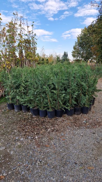 Tuia  leylandii  plante
