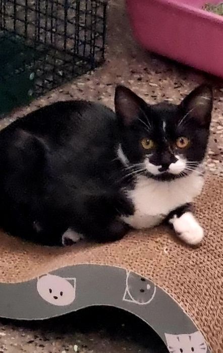 котенца от Созопол