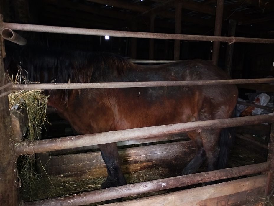 Продам согым байтал