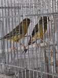 Canari cântăreți