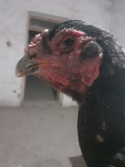 Ганой+ Кория макиён