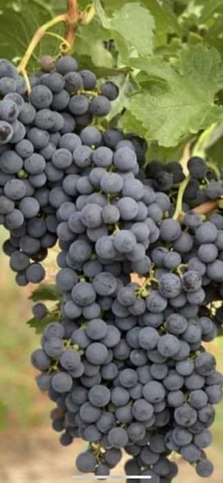Vand struguri de vin