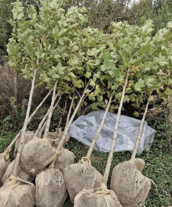 Plante Ormantale si Gazon Rulou CALITATE EXTRA