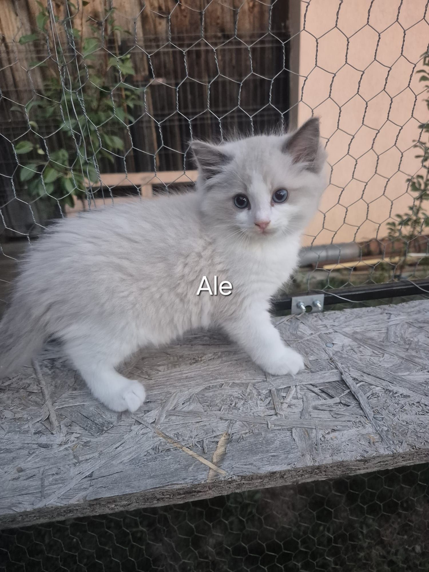Ragdoll blue superb