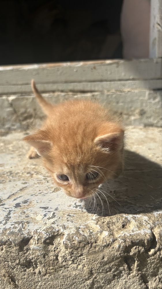 Pisoi siamezi cauta stapan