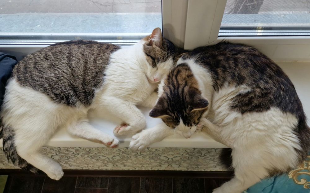 Два котика (8 месяцев) ищут дом. К лотку приучены.