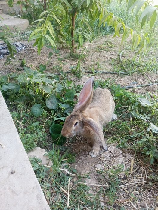 Великан куен боласи