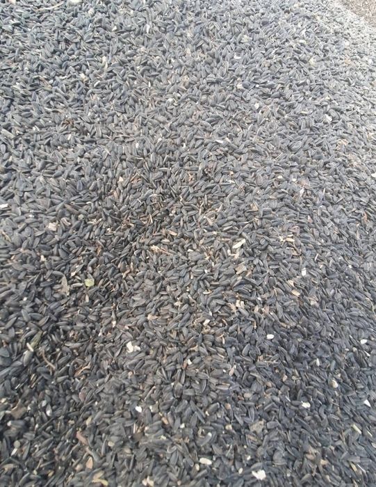 Vând boabe, grâu, orz, floarea-soarelui