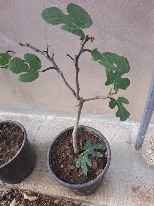 Vând Agriș Butași de Mur Thornfree fără spini și Smochini aclimatizat