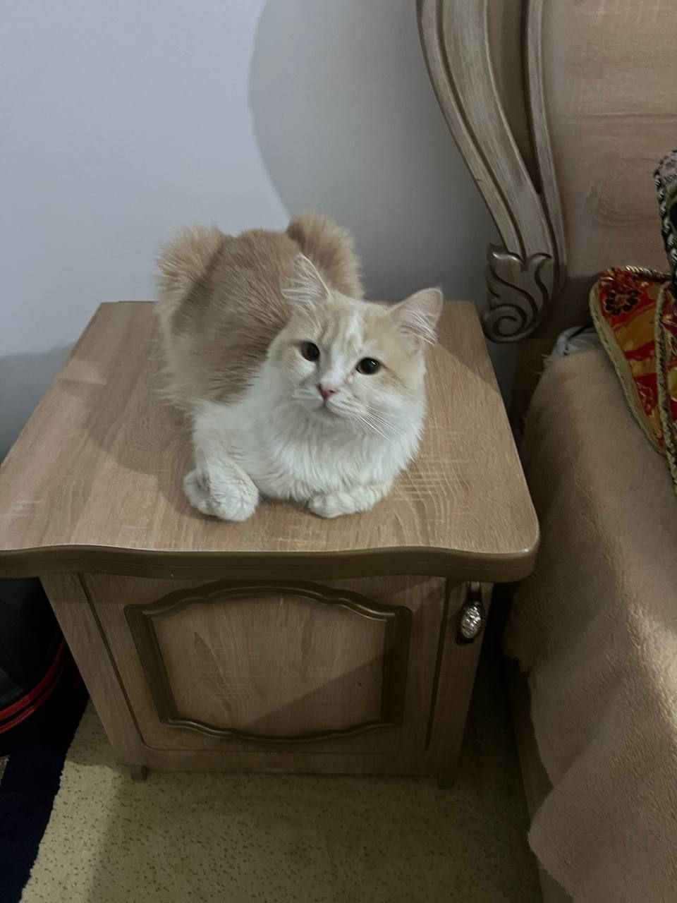 Шотландиский скоттиш страйт срочно в хорошие руки