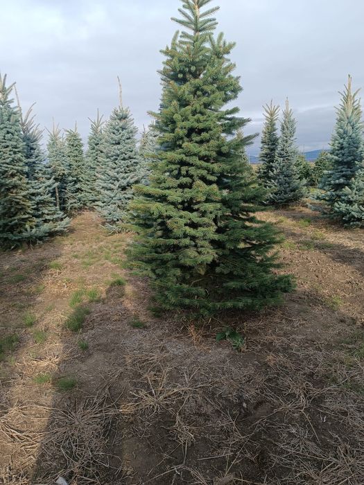 Brazi Arginti Verzi de la 2 la 5 m