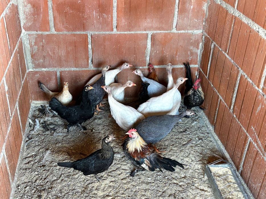 Vând ciucline/bibilici