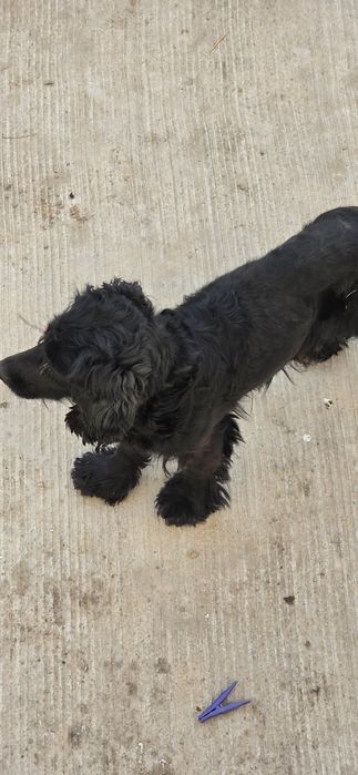 Отдам собаку в добрые руки.