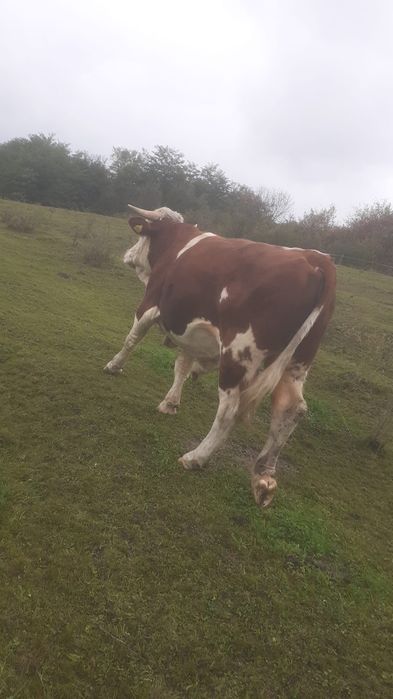 Taur de monta de vânzare