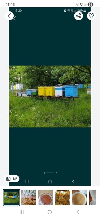 Miere de albine stupina la pădure