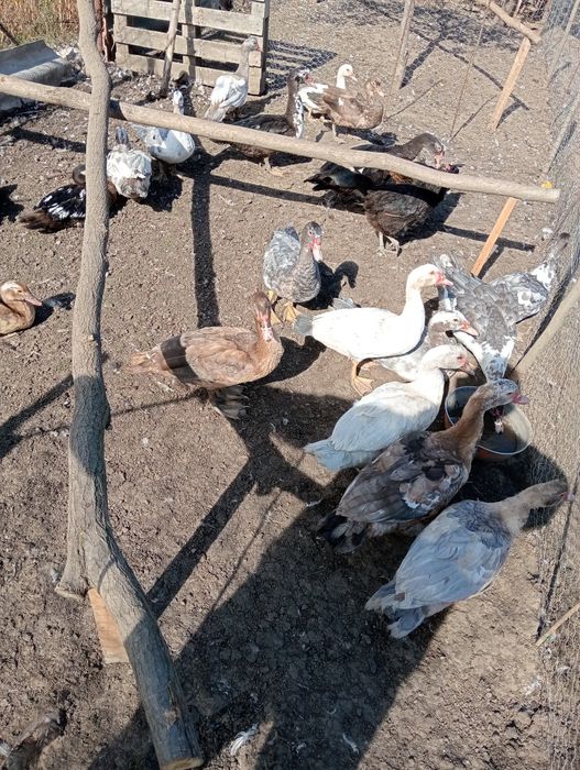 Vând rațe mute tinere