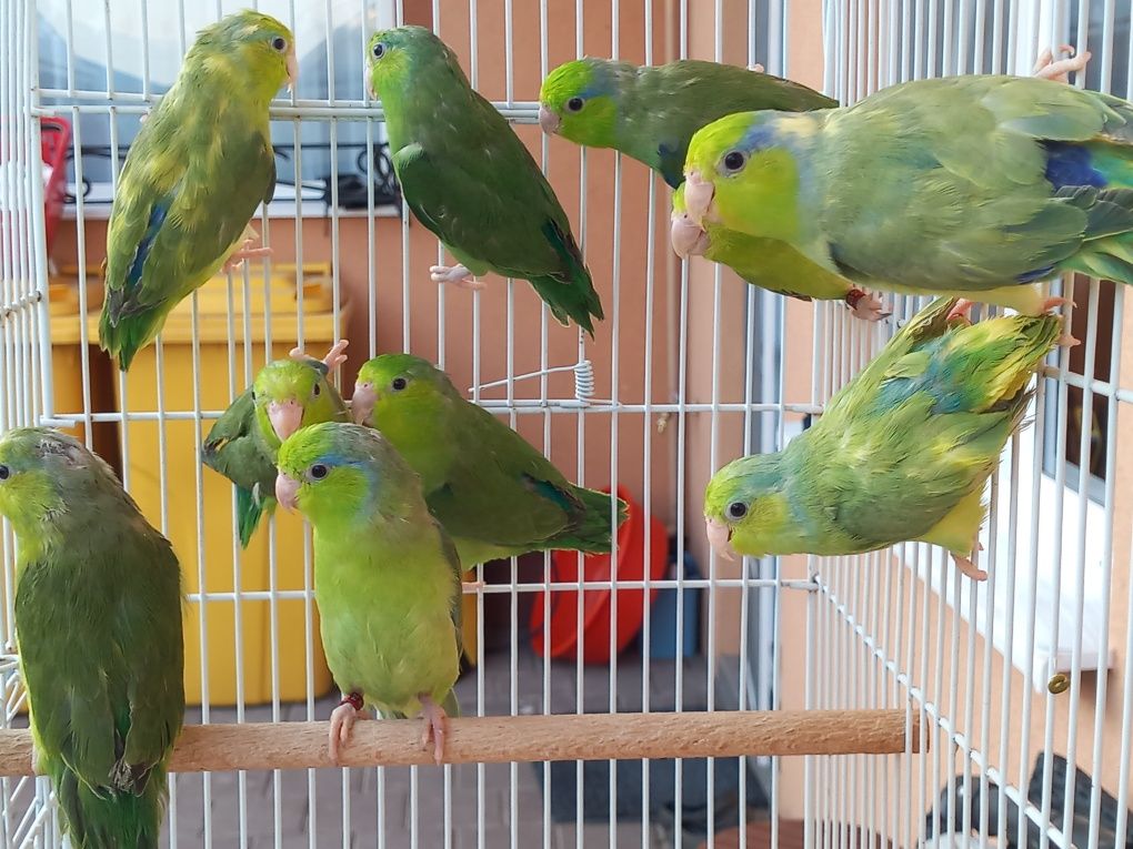 Papagali Forpus Coelestis