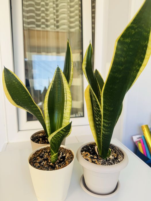 Комнатный цветок сансеверия