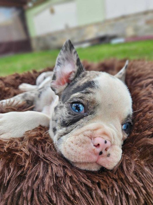 френски булдочета